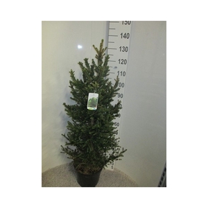 Picea abies Will's Zwerg 100-120 P28
