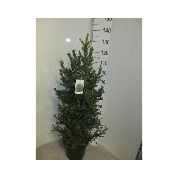 <h4>Picea abies Will's Zwerg 100-120 P28</h4>