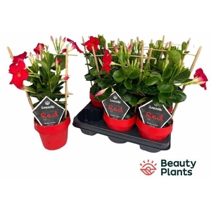 MANDE SUN EA SCARLET