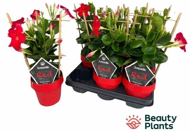 <h4>MANDE SUN EA SCARLET</h4>
