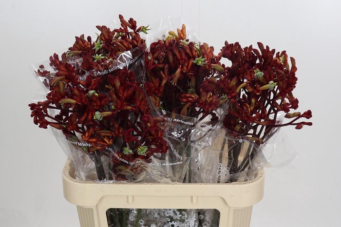 <h4>Anigozanthos Early Spring Indoor</h4>