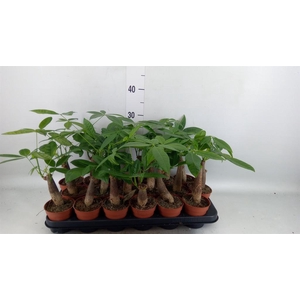 Pachira aquatica
