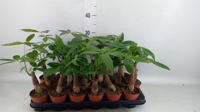 <h4>Pachira aquatica</h4>