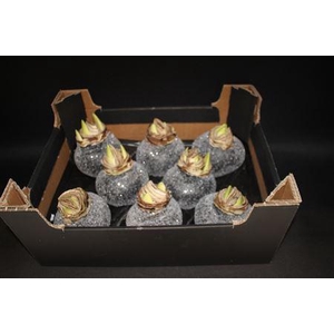 Amaryllis Bol Zwart Glitter