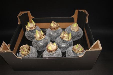 <h4>Amaryllis Bol Zwart Glitter</h4>