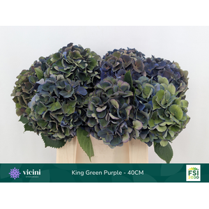 King Green Purple - 40CM