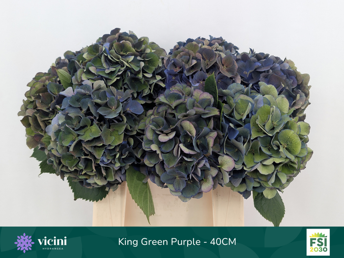 <h4>King Green Purple - 40CM</h4>