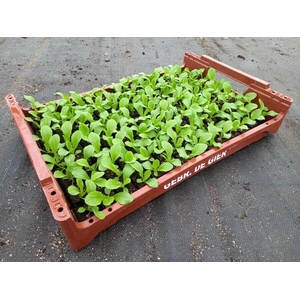 de Gier Groenteplanten 004 Bladgewas Bindsla  - 140 planten