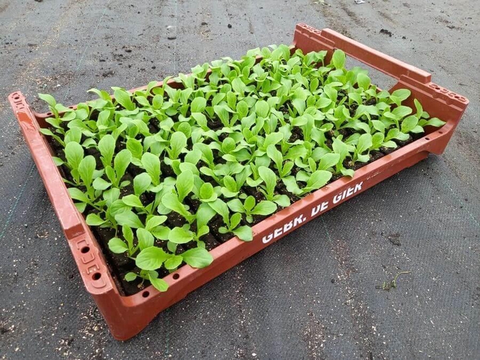 <h4>de Gier Groenteplanten 004 Bladgewas Bindsla - 140 planten</h4>