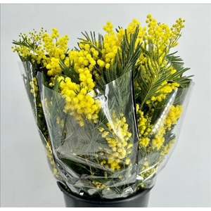 Mimosa Mirandol Extra