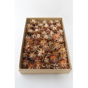 Leucadendron plumosum o/dr. naturel