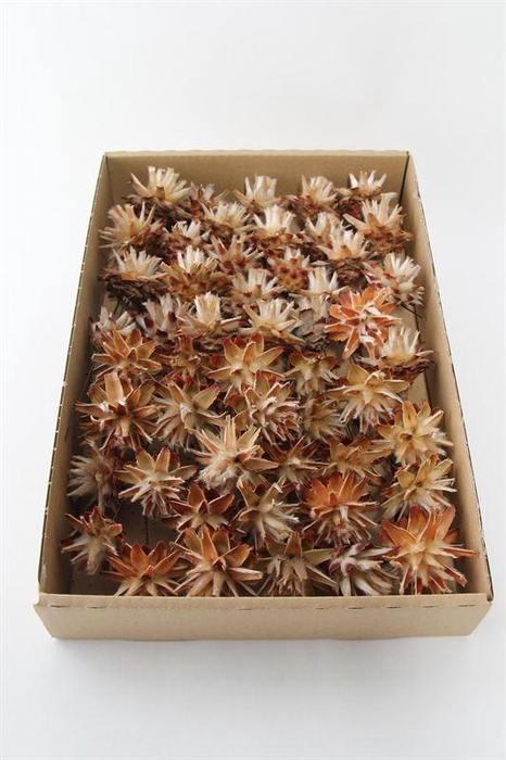 <h4>Leucadendron plumosum o/dr. naturel</h4>