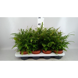 Adiantum hispi.