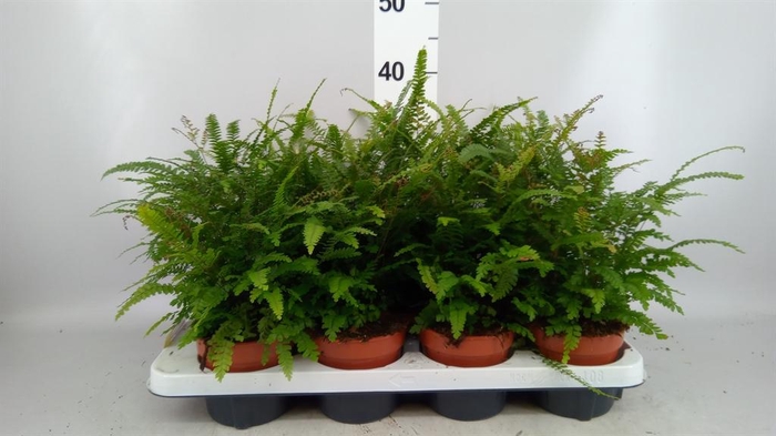 <h4>Adiantum hispi.</h4>