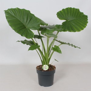 Alocasia gageana