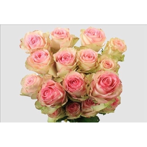Rosa ec esperance