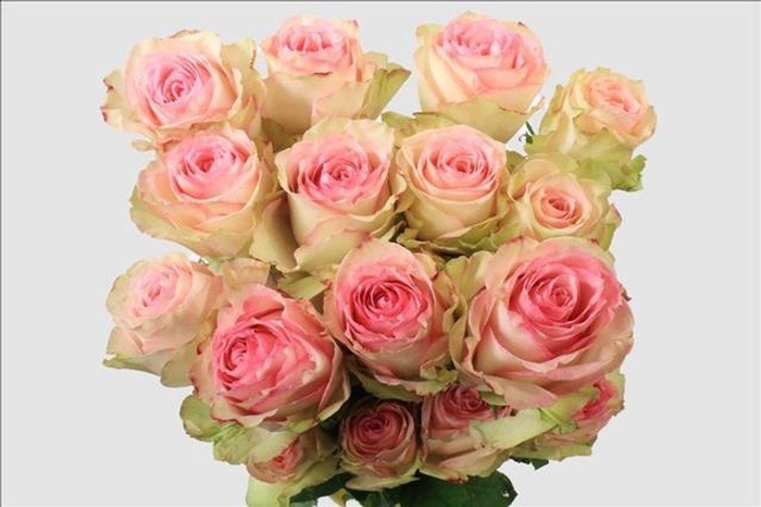 <h4>Rosa ec esperance</h4>