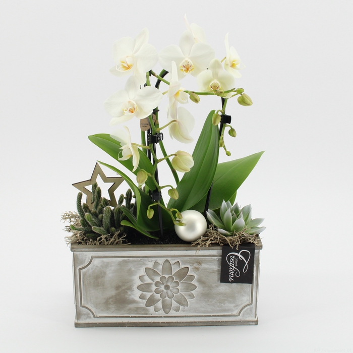 <h4>Opm PHALXM-2422 Phalaenopsis Xmas</h4>