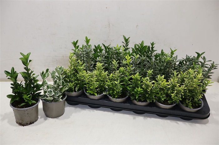 <h4>Euonymus Jap Gem</h4>