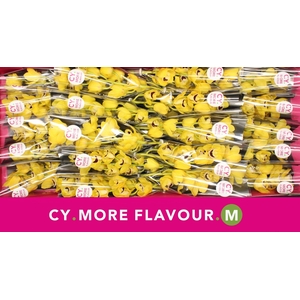 Mini cymbidium 'Golden Boy' 40 cm