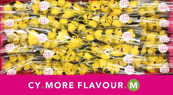 <h4>Mini cymbidium 'Golden Boy' 40 cm</h4>