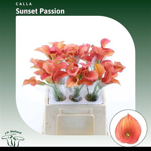 <h4>ZANT SUNSET PASSION</h4>