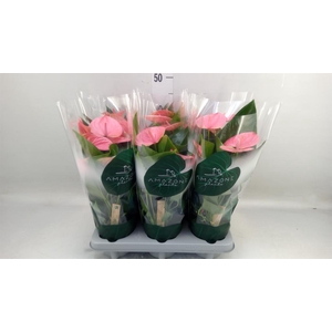 Anthurium andr. 'Sweet Dream'