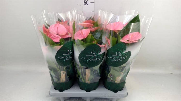 <h4>Anthurium andr. 'Sweet Dream'</h4>