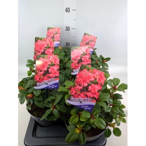 Rhododendron forr. 'Scarlet Wonder'