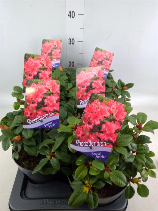 <h4>Rhododendron forr. 'Scarlet Wonder'</h4>