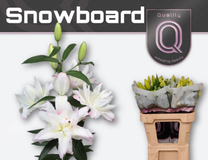 <h4>Li Or Double Snowboard 4+</h4>