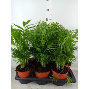 Chamaedorea elegans