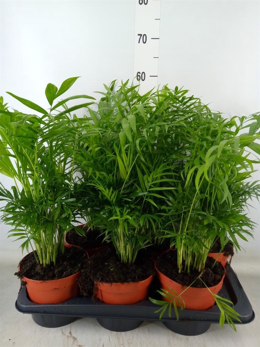 <h4>Chamaedorea elegans</h4>
