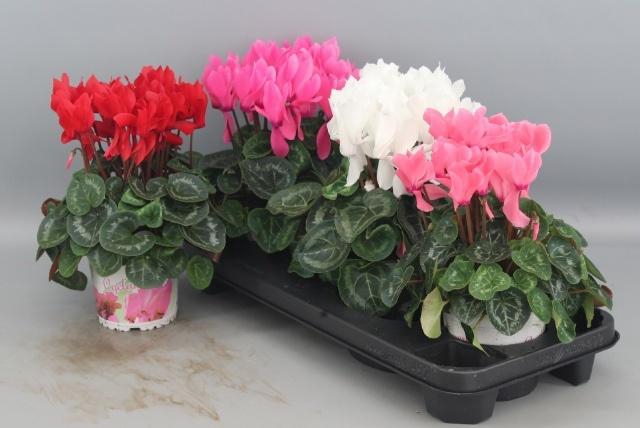 <h4>CYCL GR SUP XL</h4>