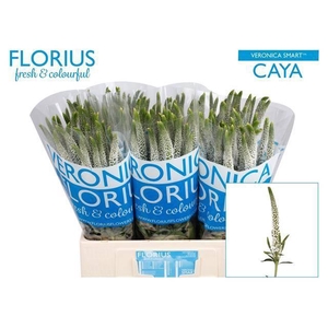 Veronica Smart Caya Florius