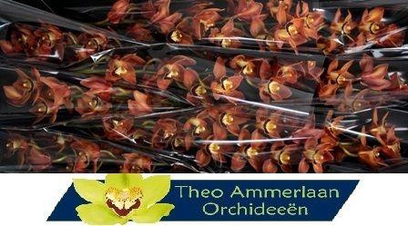 <h4>Manon 60 x10</h4>