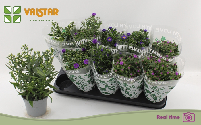 <h4>ASTE STARL GEM</h4>