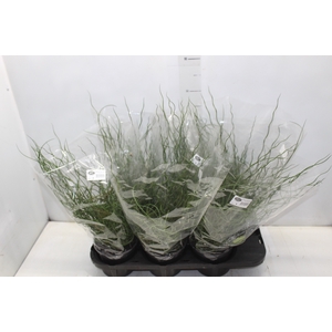 JUNCUS SPIRALIS P15