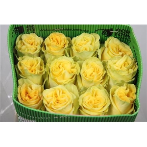 R Gr High & Yellow Magic Ec