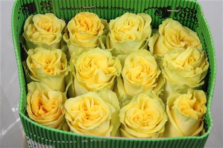 <h4>R Gr High & Yellow Magic Ec</h4>