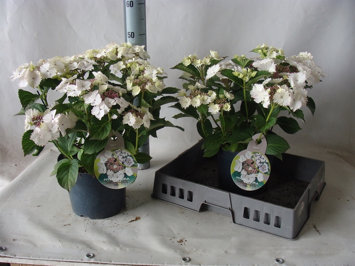 <h4>Hydrangea mac.   ...</h4>
