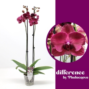 Montreux 2-tak 70cm (GROEN)