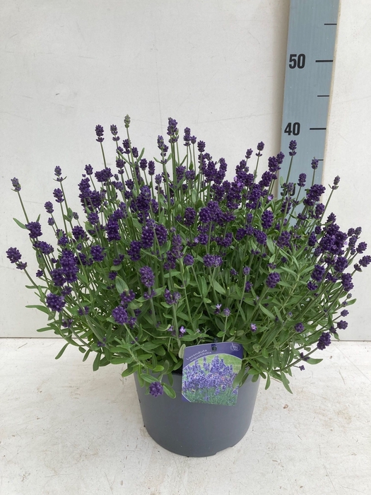 <h4>LAVAN ANGUSTIFOLIA</h4>