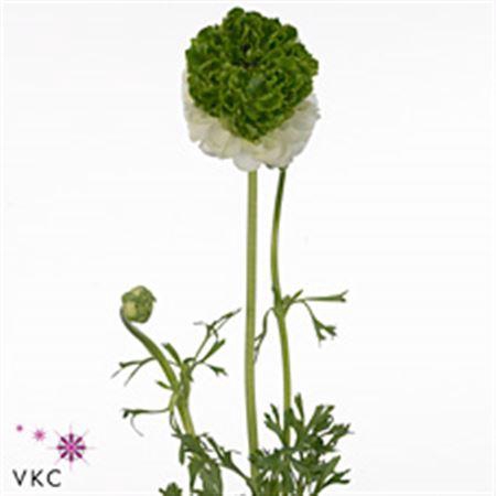 <h4>Ran Festival White Green</h4>