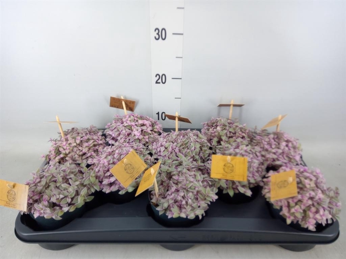 <h4>Callisia   ...</h4>