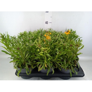 Erysimum   ...