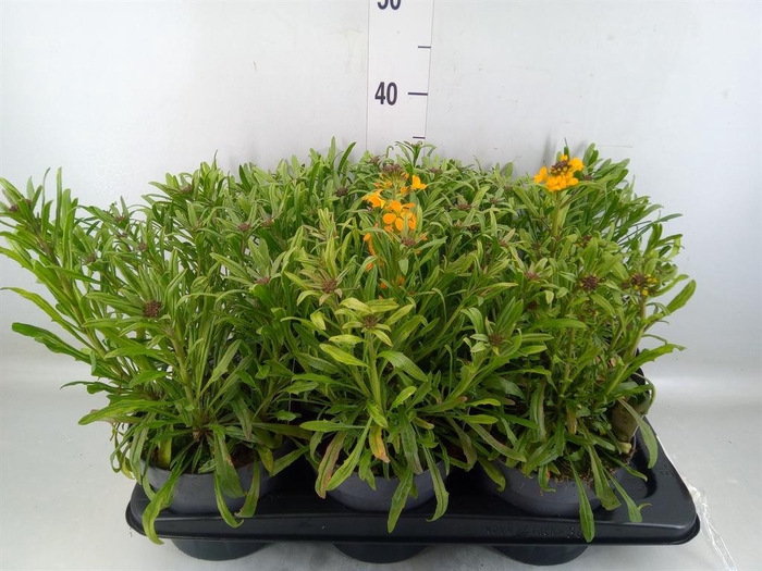 <h4>Erysimum ...</h4>