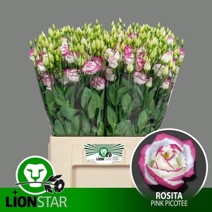 EUS G ROSI PINK PICO