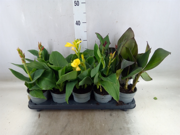 <h4>Canna  'Cannova'   ...mix</h4>