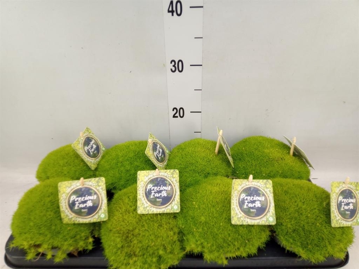 <h4>Sagina subulata</h4>